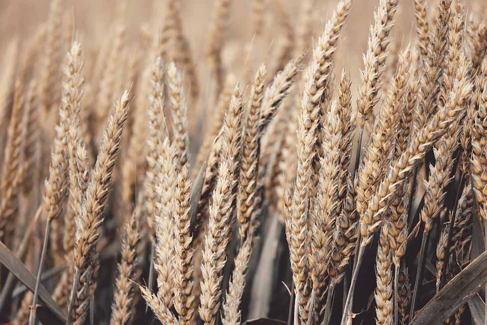 Picture of a wheat field