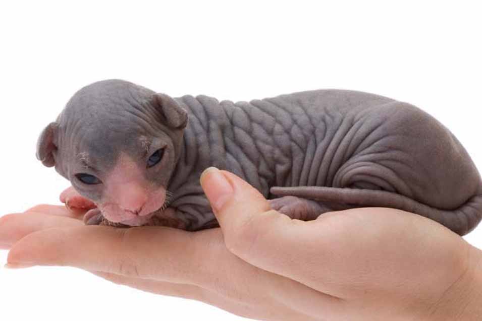 Orphaned Kittens