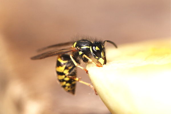 12 Natural Wasp and Bee Repellents | Want to know how to get rid of bugs that sting and bite, like mosquitos, bees, and wasps?! There are some store bought sprays you can buy to protect yourself and your kids, but many contain unwanted chemicals and don't keep these insects away from your backyard or deck. For those who prefer DIY homemade remedies and repellents, we've curated a list of the best plants, essential oils, and household products you can use to keep bees and wasps AWAY!