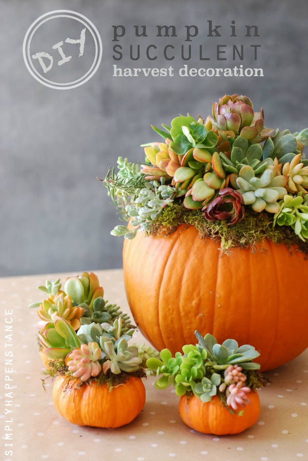 DIY Pumpkin Succulent Harvest Decoration