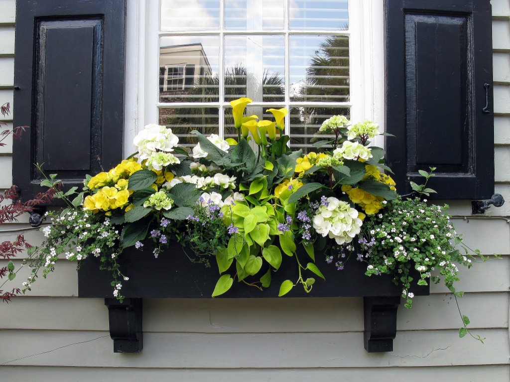 Black window box with Black Shutters