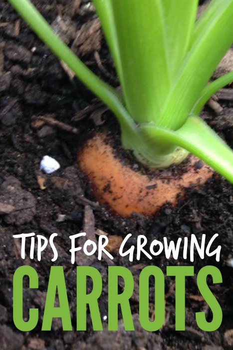 The Art Of Growing Carrots