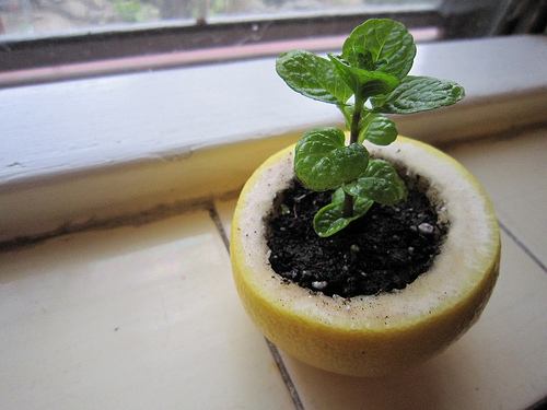 Citrus Peel Starter Pot