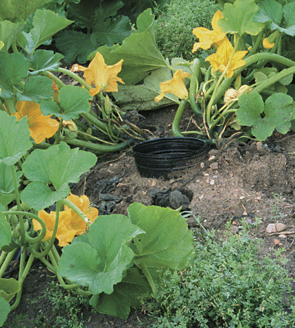 Grow The Best Summer Squash