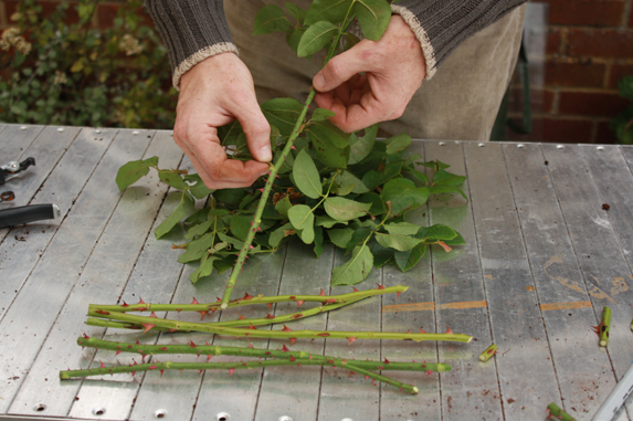 Rose Cutting Tips