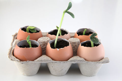 Awesome Eggshell Seedling Pots Idea