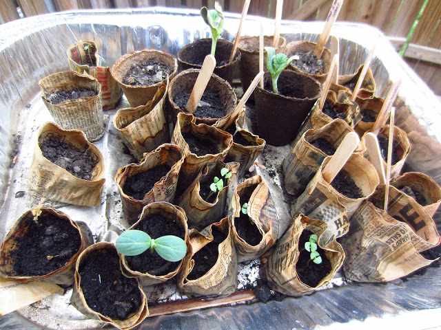 Eco-Friendly Paper Pots