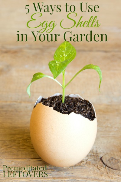 5 Different Uses For Egg Shells In The Garden