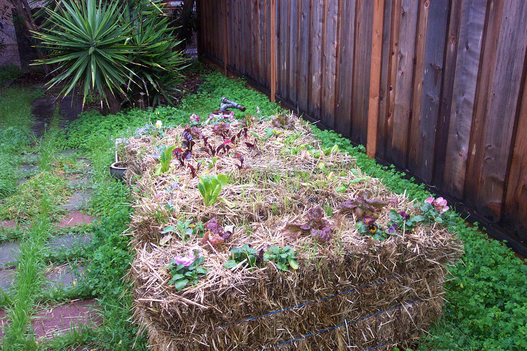 Make Your Own Straw Bale Garden