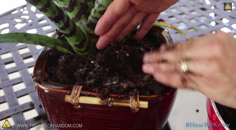 Incredibly Useful Garden Hack Created By Soaking a Normal Diaper