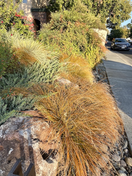 Fall front yard