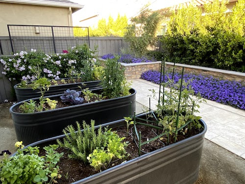 Backyard garden and planters